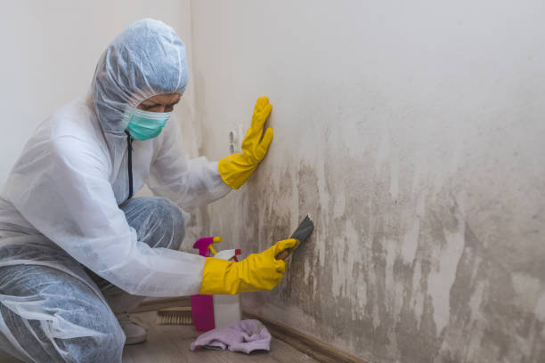 Best Insurance-Related Mold Remediation in Coudersport, PA